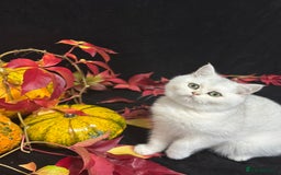 British Shorthair cats for sale: Tica British short hair kittens  - Image 9