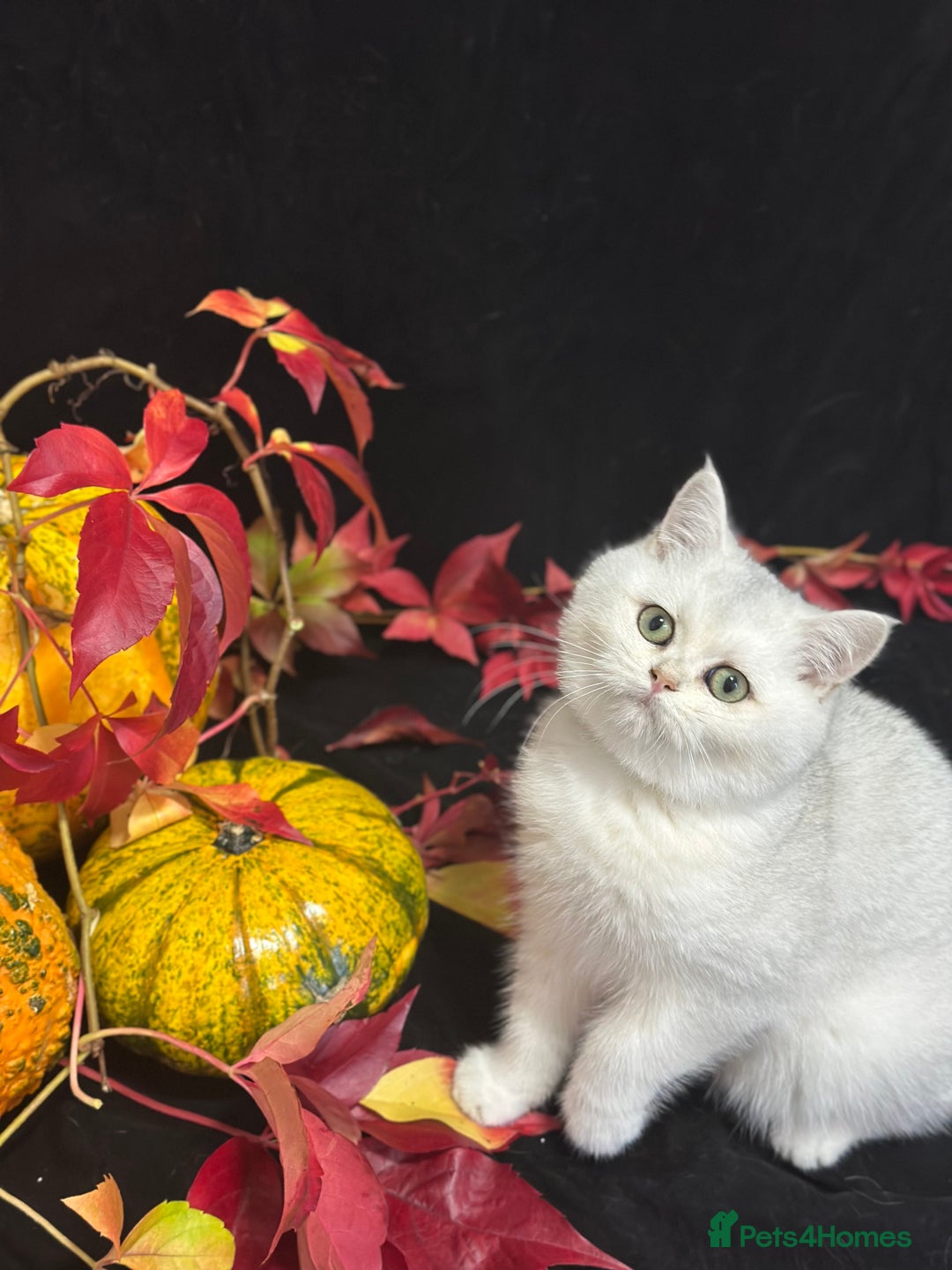 British Shorthair cats for sale: Tica British short hair kittens  - Image 9
