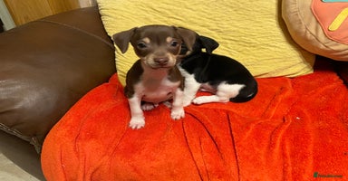 Jack Russell dogs - Advert 7