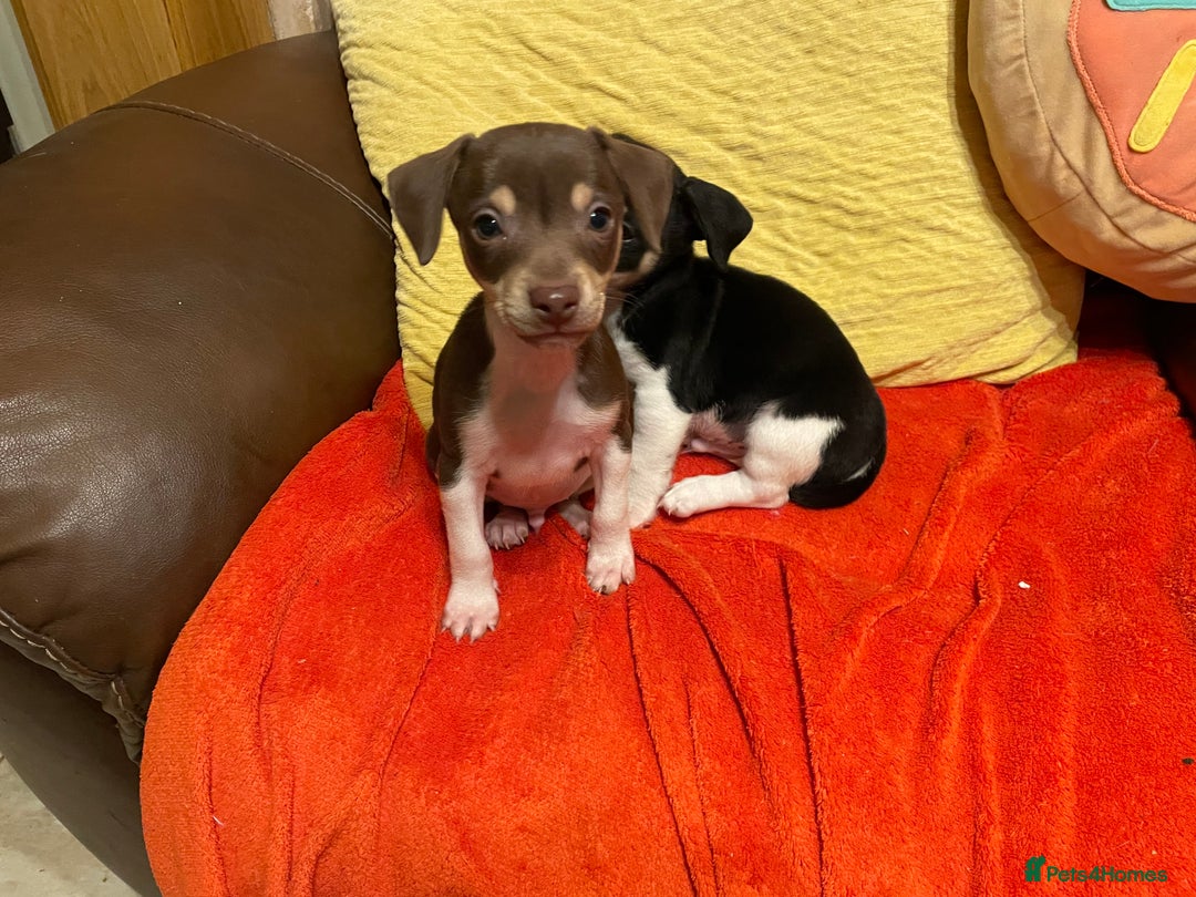 Jack Russell dogs for sale: Jack Russell puppies short legged  - Image 2