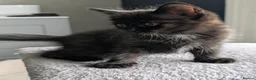 Mixed Breed cats for sale: Kittens available near Worksop/Retford  in Worksop - Advert 4