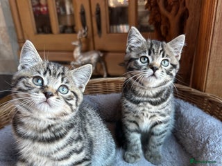 British Shorthair cats British Shorthair Chocolate Spotted Kittens - Advert 7