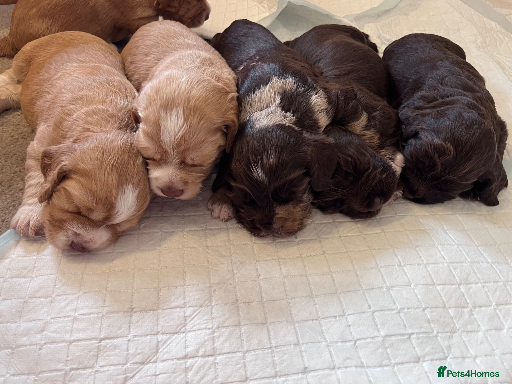 Cocker Spaniel dogs 6 Beautiful Cocker Spaniel Pups - Advert 1
