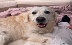 Golden Retriever dogs for stud: Beautiful golden retriever for stud  - Image 8