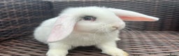 Mini Lop rabbits for sale: Beautiful Baby Mini Lops Ready Now - Advert 4