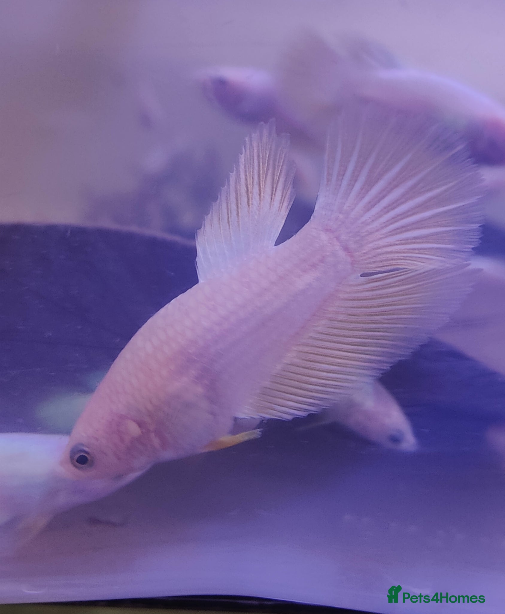 Bettas fish Platinum golden betta  - Advert 2