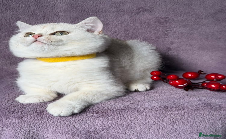 British Shorthair cats - Advert 8