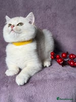British Shorthair cats - Advert 13