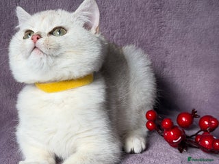 British Shorthair cats - Advert 2