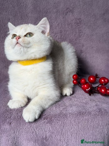 British Shorthair cats - Advert 8