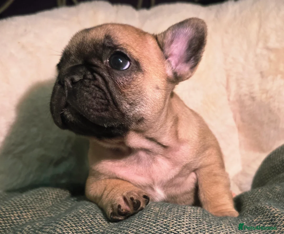 French Bulldog dogs for sale: Beautiful French bulldog  - Advert 30