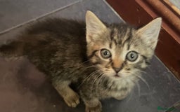 Domestic Shorthair cats for sale: Fluffy kittens - Image 5