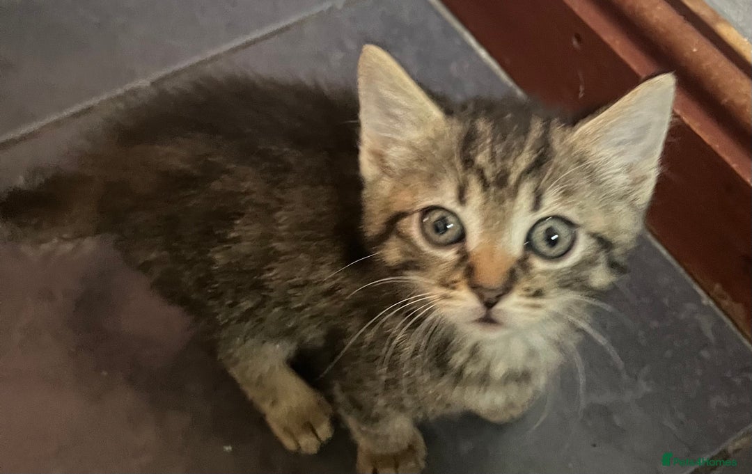 Domestic Shorthair cats for sale: Fluffy kittens - Image 5