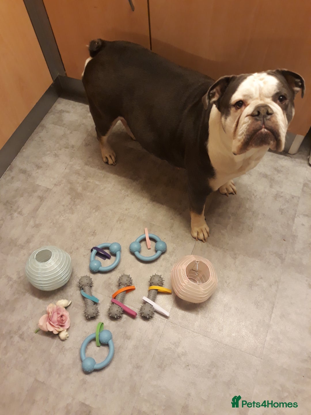 Mixed Breed dogs for sale: F1 olde English bulldog - Advert 2