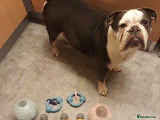 Mixed Breed dogs F1 olde English bulldog - Advert 1