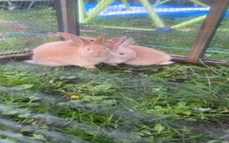 French Lop rabbits for sale: French lop babies - Image 6