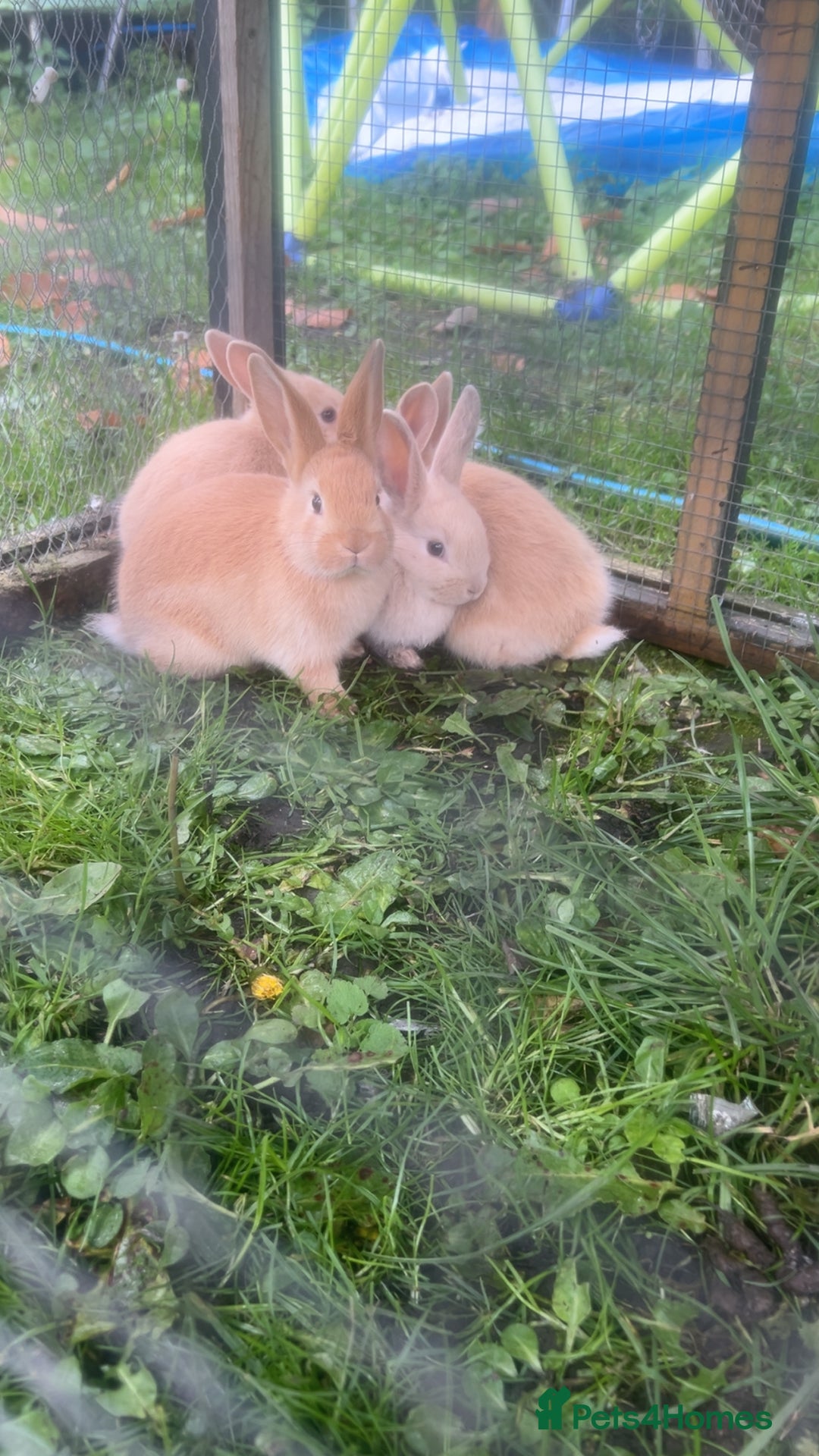 French Lop rabbits for sale: French lop babies - Image 6