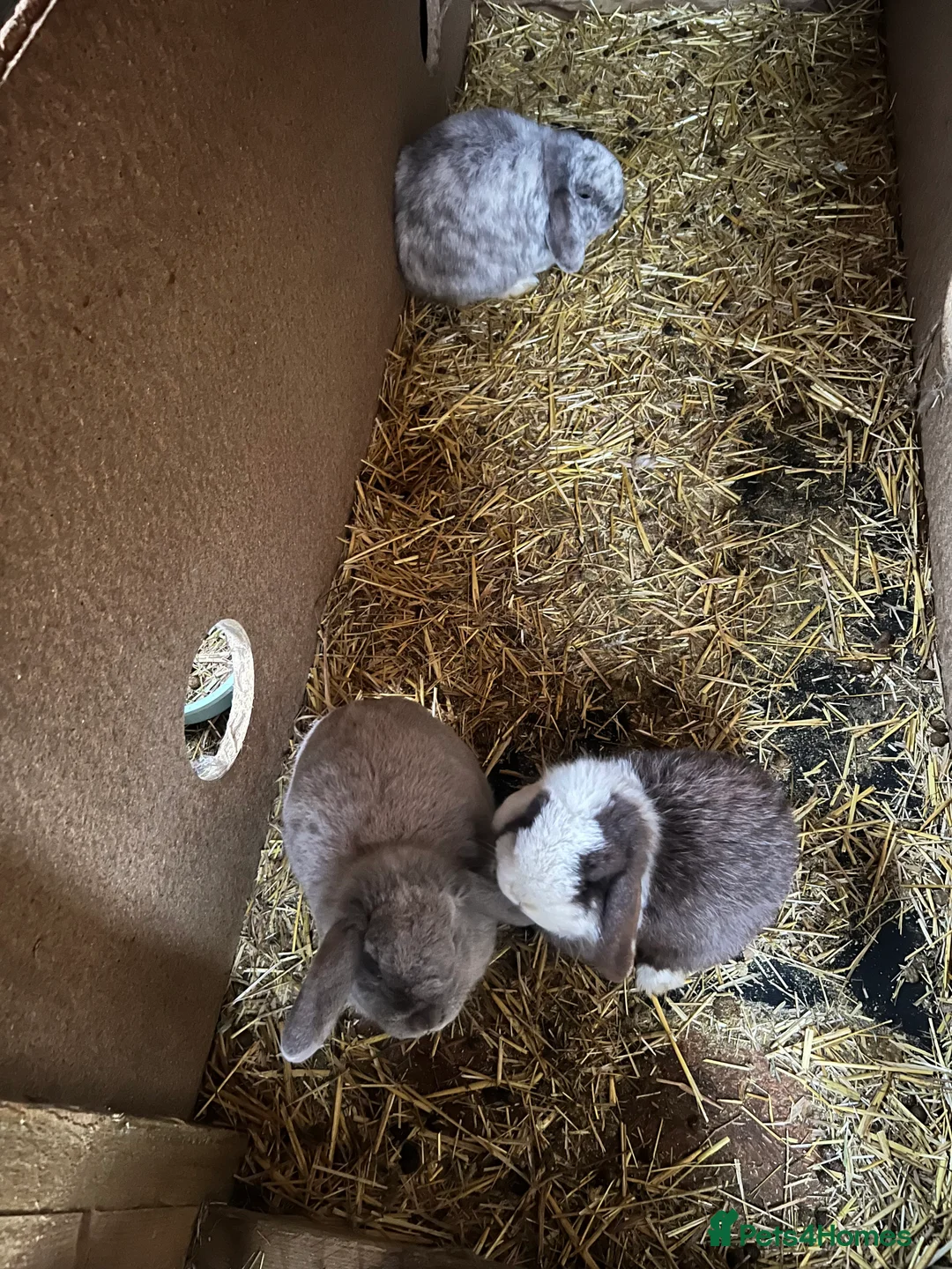 Mini Lop rabbits for sale: 3 bonded rabbits 🥰 in Saltash - Advert 6