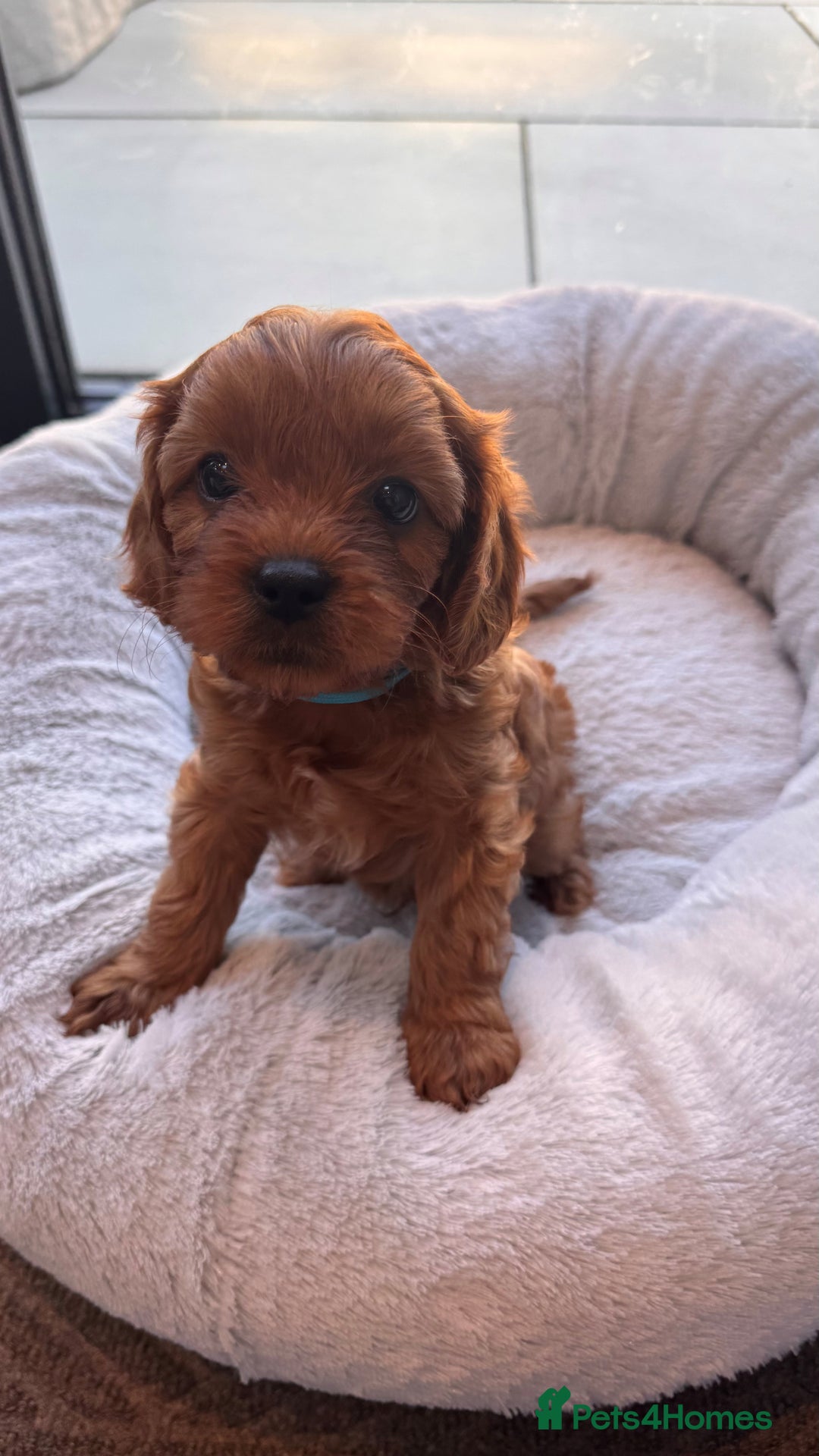 Cavapoo dogs for sale: F1 Cavapoo Puppies – Ready from 19th October - Image 4