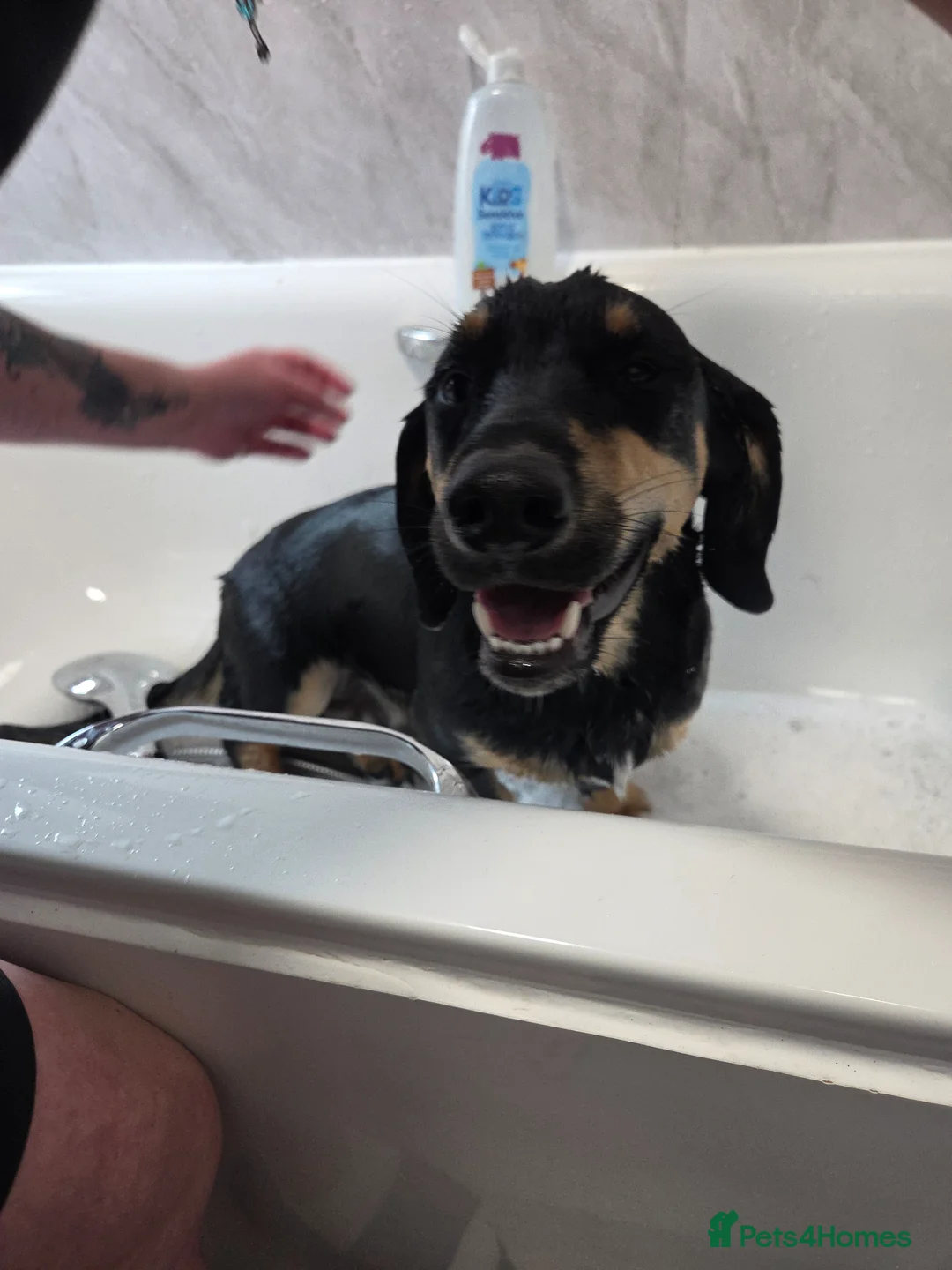 Mixed Breed dogs for sale: Crisp in Stoke-sub-Hamdon - Advert 19