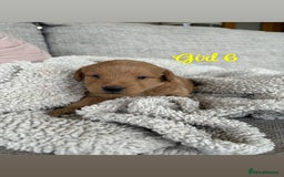 Labradoodle dogs for sale: Red/Apricot Health Tested Miniature Labradoodles - Image 20