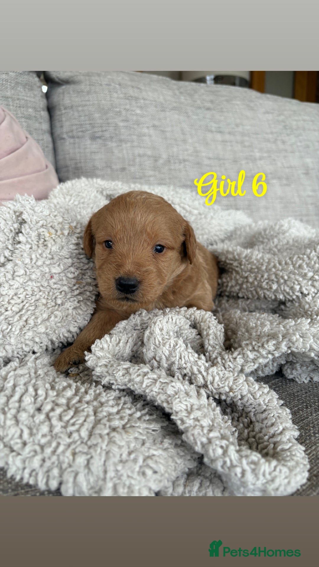 Labradoodle dogs for sale: Red/Apricot Health Tested Miniature Labradoodles - Image 20