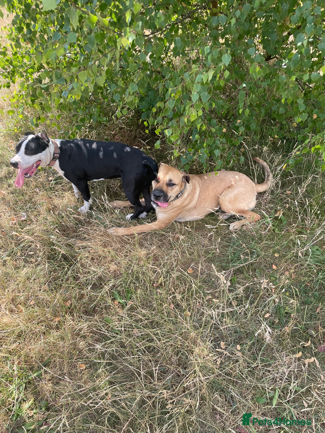 Mixed Breed dogs for sale: Bulldog cross  - Image 14