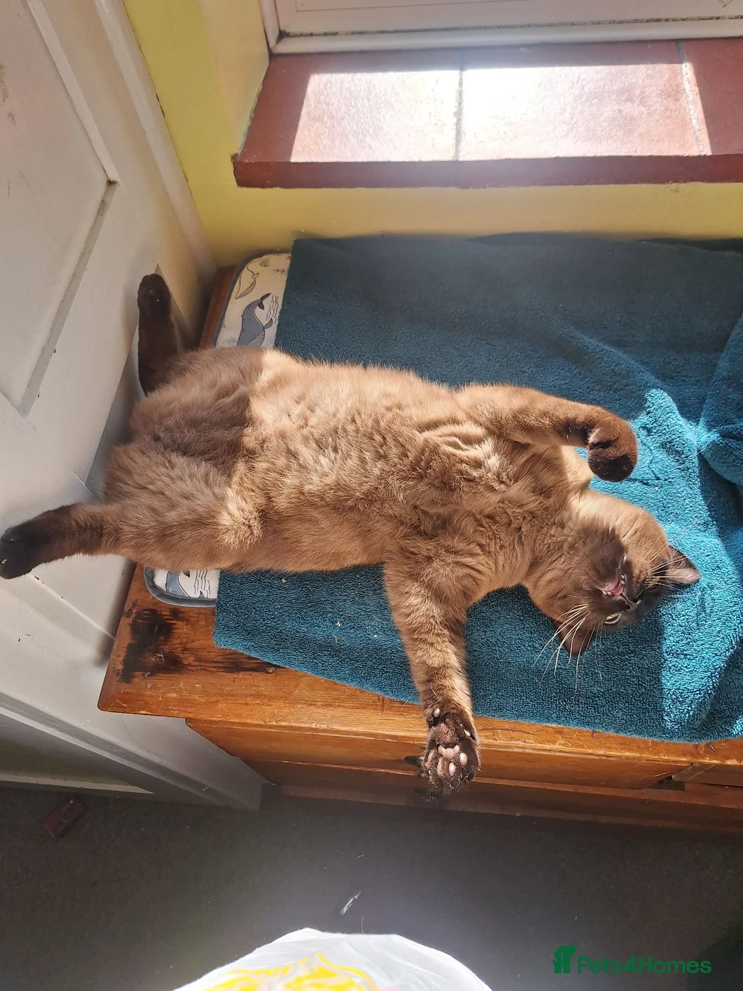 Mixed Breed cats for sale: Miss Coco in Diss - Advert 2
