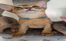 Abyssinian cats for sale: Pure Abyssinian kittens ❤️Ready to go 😍  - Image 24