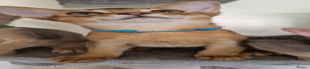 Abyssinian Kitten 2