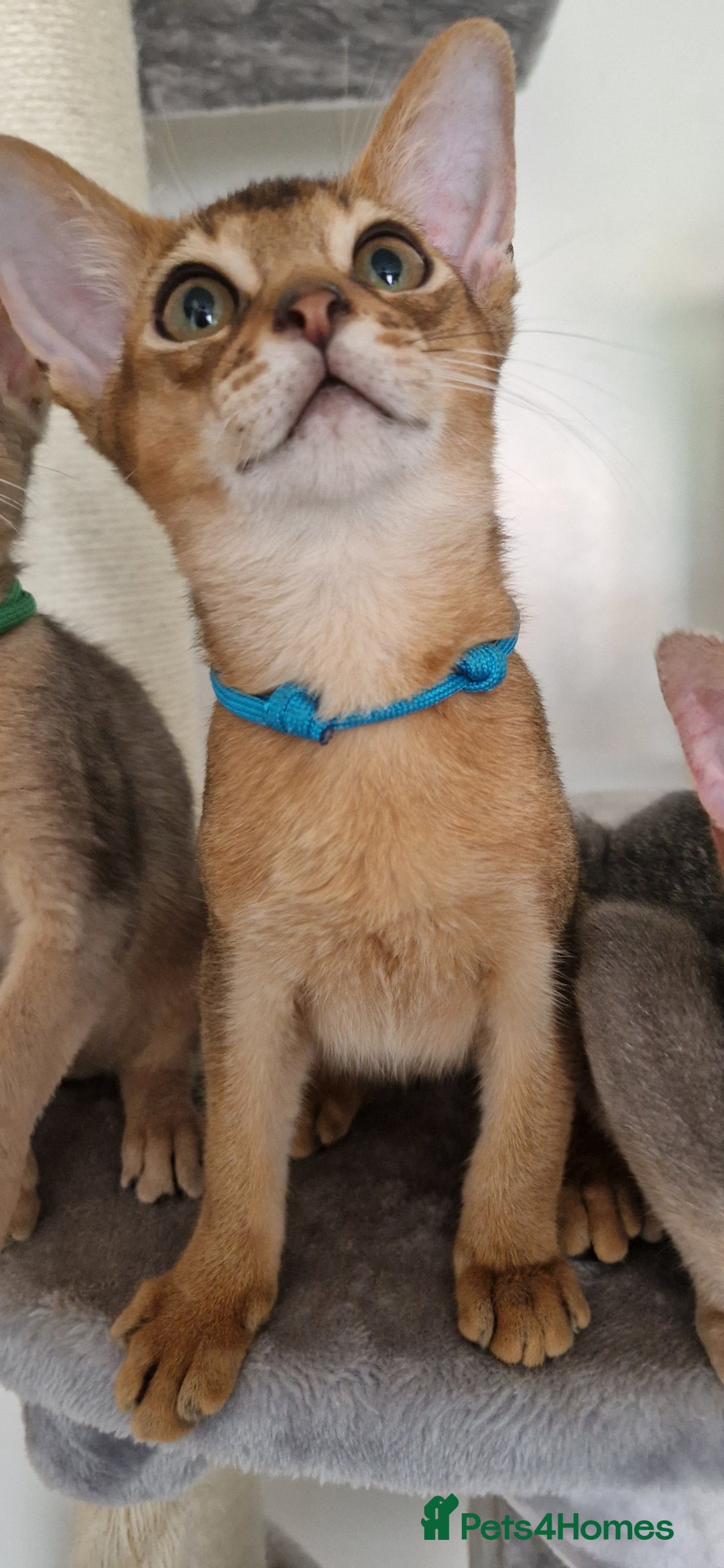 Abyssinian cats for sale: Pure Abyssinian kittens ❤️Ready to go 😍  - Image 24