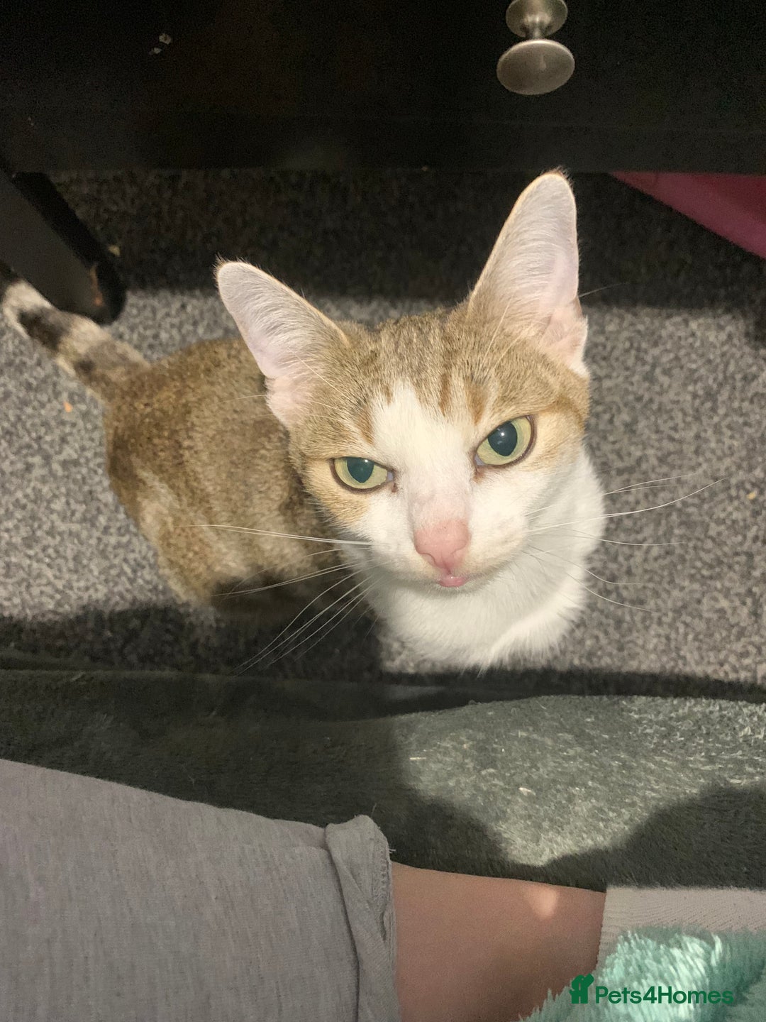 Mixed Breed cats for sale: Last little boy - Image 2