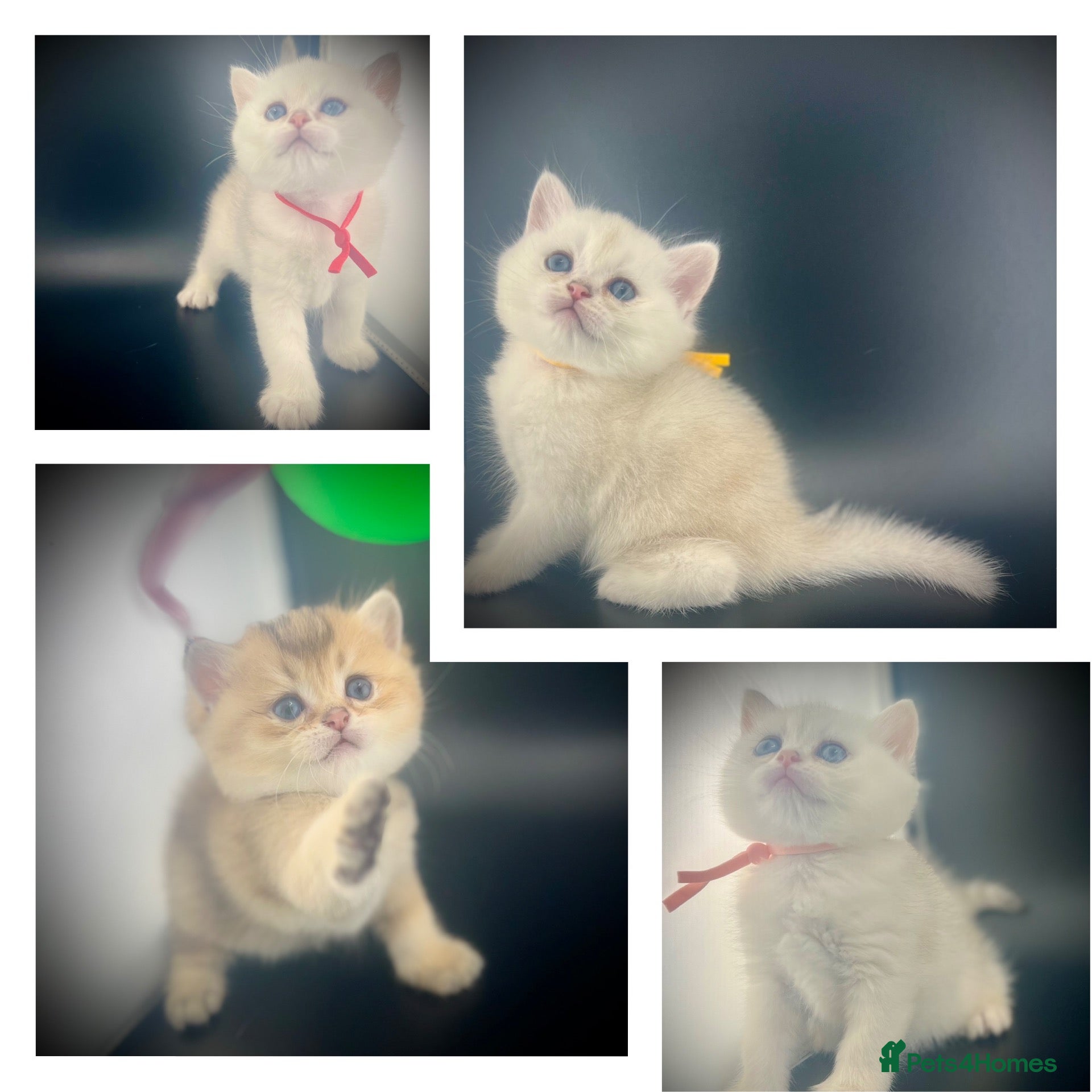 British Shorthair cats British Shorthair Silver Golden Health Tested  - Advert 1