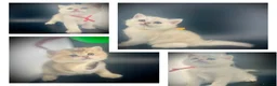 British Shorthair cats for sale: British Shorthair Silver Golden Health Tested  - Advert 1