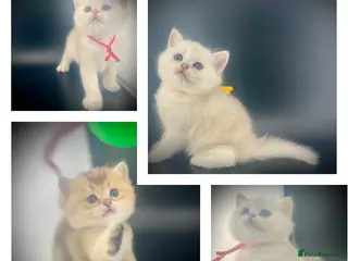 British Shorthair cats British Shorthair Silver Golden Health Tested - Advert 2