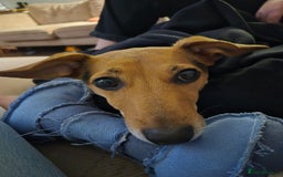 Mixed Breed dogs for sale: Needing to rehome  - Image 4