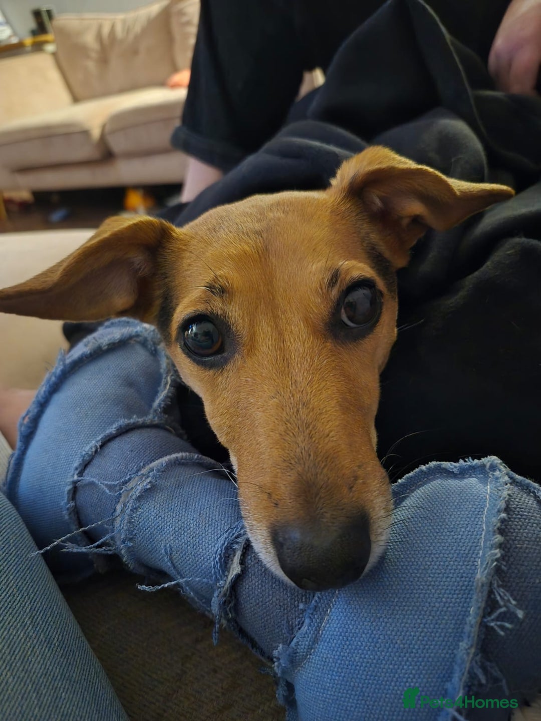 Mixed Breed dogs for sale: Needing to rehome  - Image 4