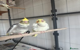 Cockatiels birds for sale: Cockatiel chicks  - Image 12