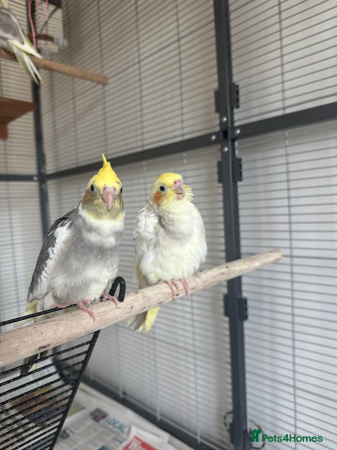 Cockatiels birds for sale: Cockatiel chicks  - Image 12
