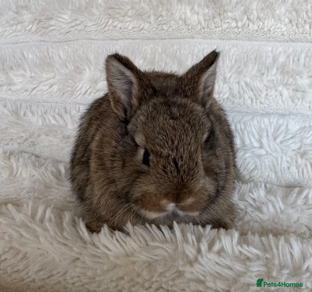 Netherland Dwarf rabbits for sale: Ready 9th November, Well Handled Beautiful Bunnies - Advert 2