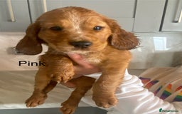 Cocker Spaniel dogs for sale: Kc registered working spaniel  - Image 6