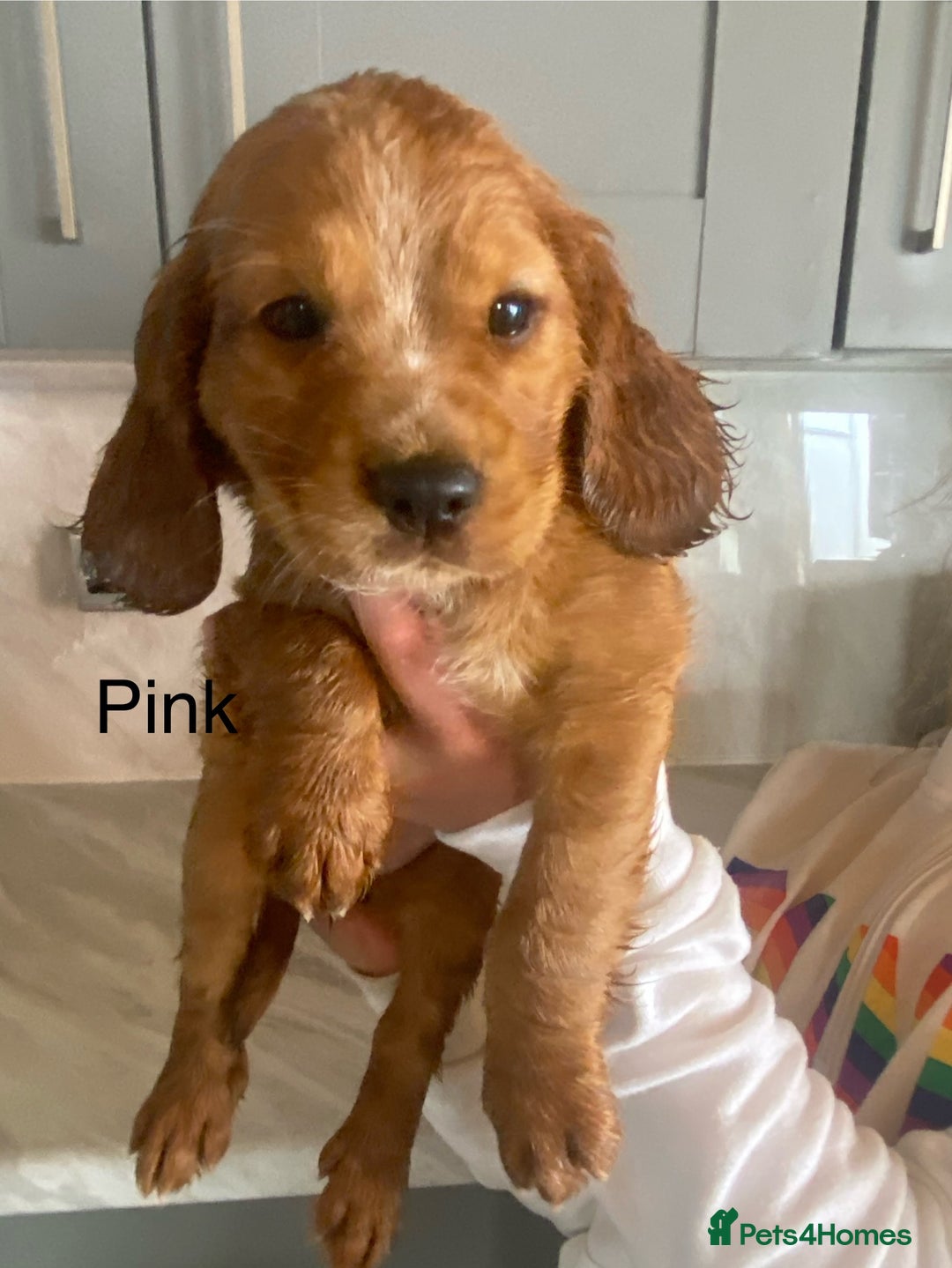 Cocker Spaniel dogs for sale: Kc registered working spaniel  - Image 6