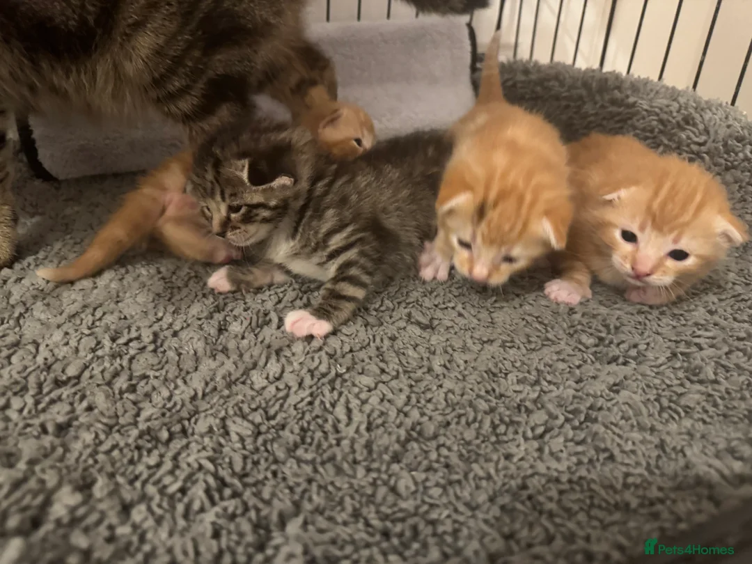 American Shorthair cats for sale: Beautiful Rare GingerKittens Alonghair X BSH cross - Advert 1