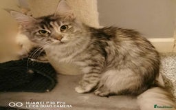 Maine Coon cats for sale: TICA REG.  Amazing kittens  - Image 30