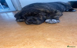 Mixed Breed dogs for sale: Rottweiler cross Akita (rokita) - Image 5