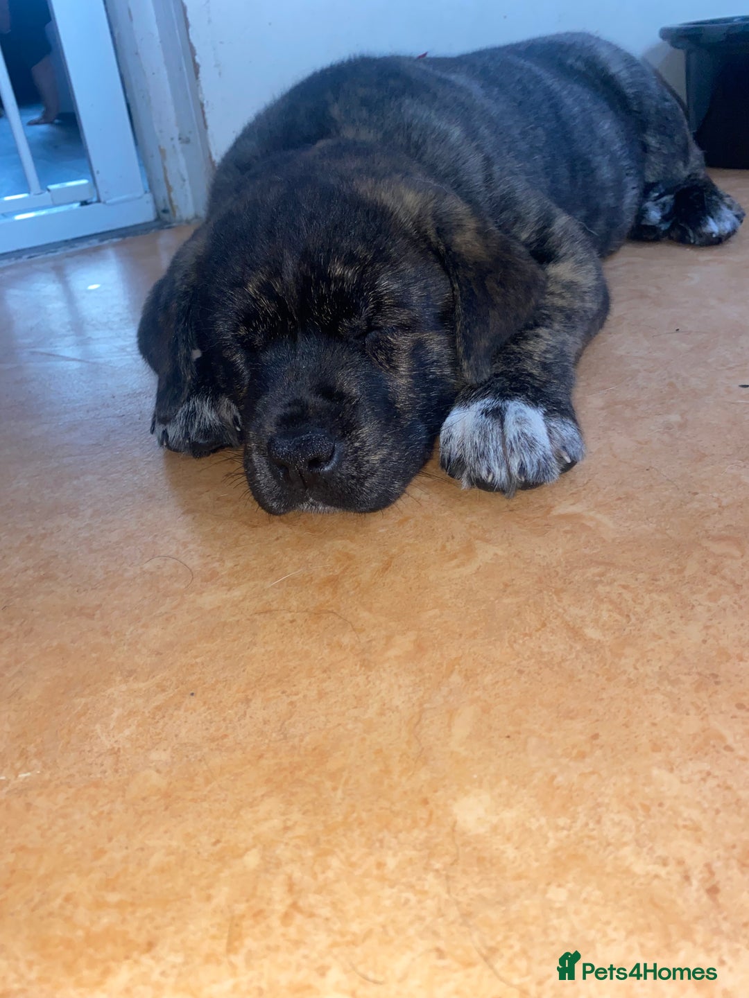 Mixed Breed dogs for sale: Rottweiler cross Akita (rokita) - Image 5