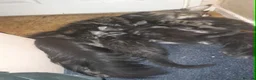 Maine Coon cats for sale: Black silver ticked boy TICA maine coon - Advert 4
