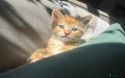 Turkish Van cats for sale: 5 beautiful kittens looking for families  - Image 18