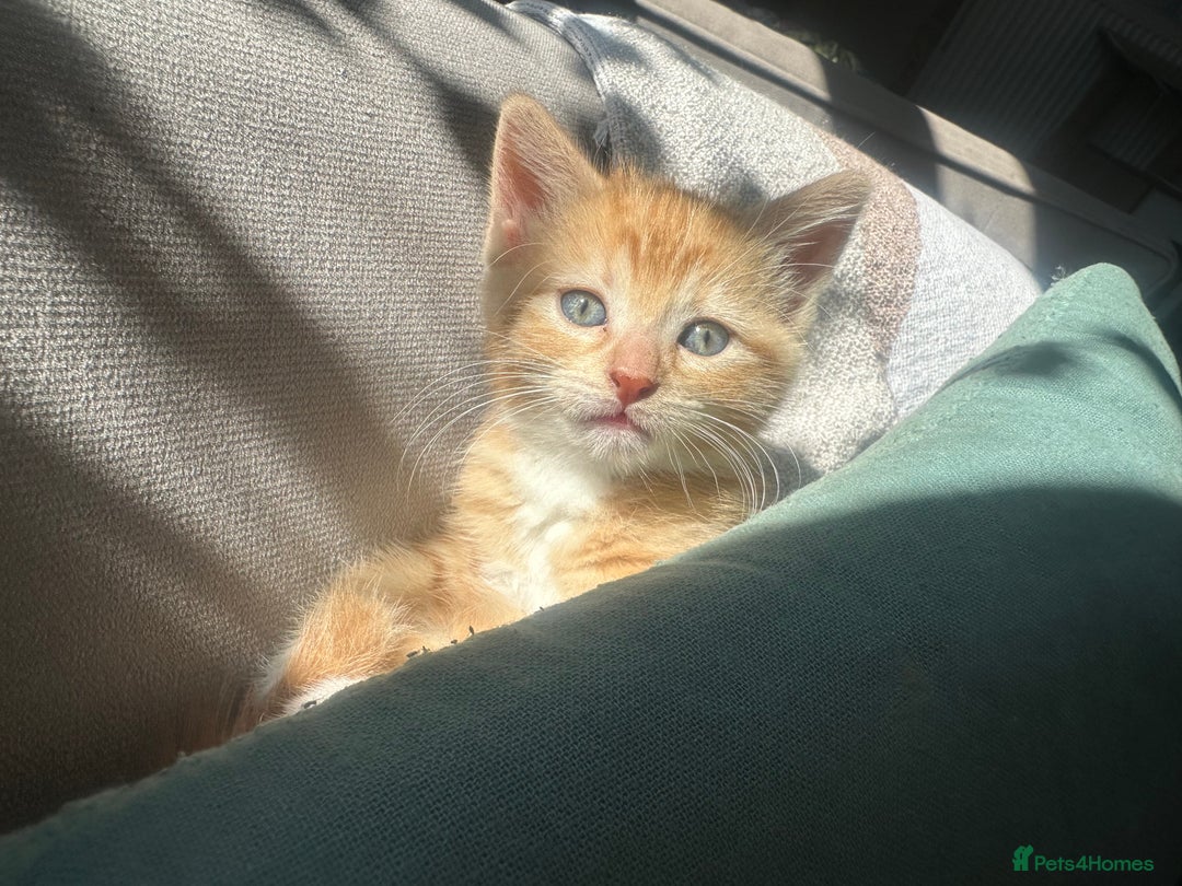 Turkish Van cats for sale: 5 beautiful kittens looking for families  - Image 18