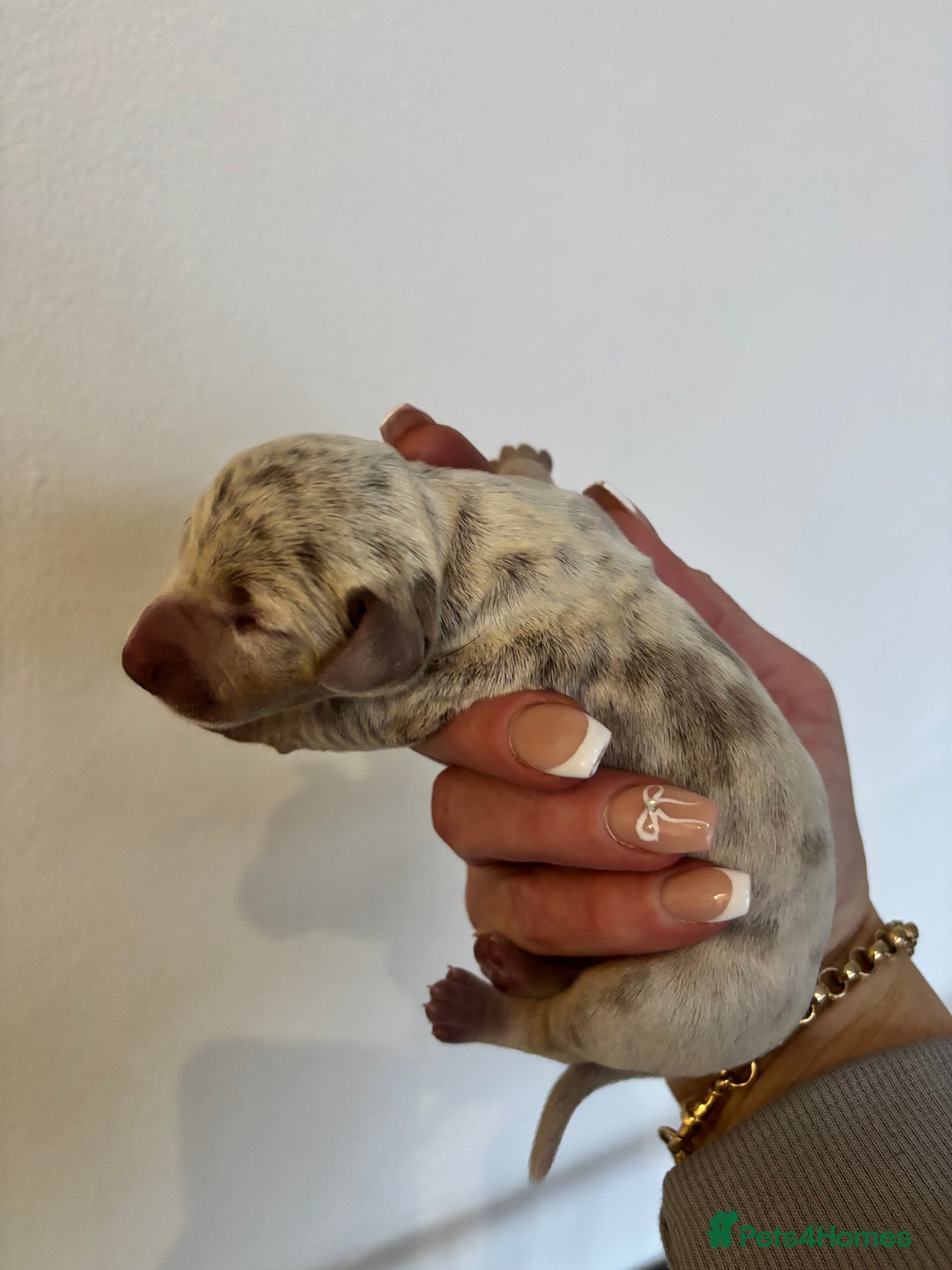 Dachshund dogs for sale: Miniature dashaund - Advert 7